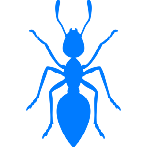 fourmis