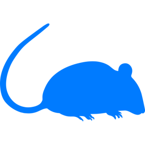 rat souris